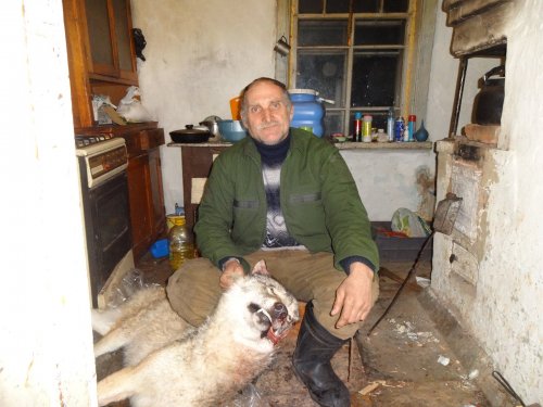 Отец не дает волкам покоя.