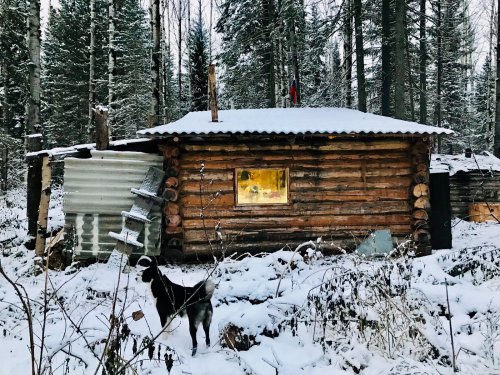 Избушка под охраной