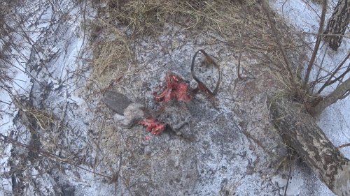 Охота на бобра. ВОЛК съел БОБРА, а хвост не тронул! Необычные случаи на охоте!