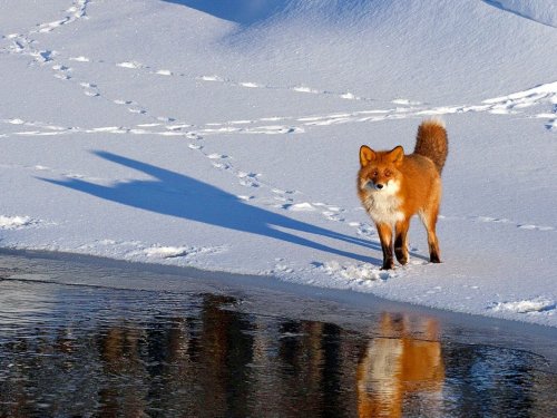 Альбом зимний рай.