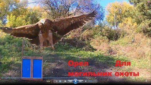 Орел Могильник Воспитание для охоты
