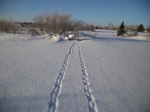 параллельные прямые