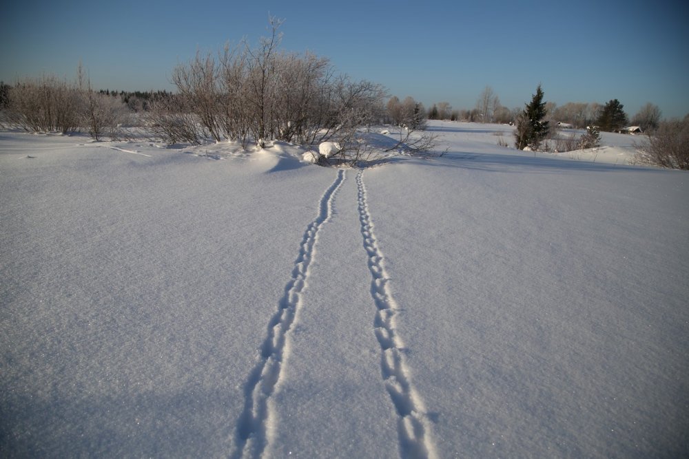 параллельные прямые