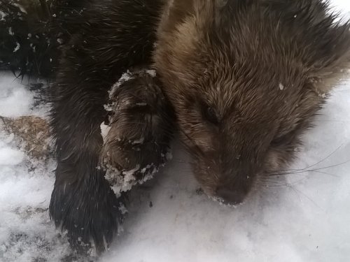 Соболюшка