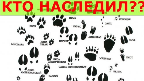 Загадка, чьи это следы.