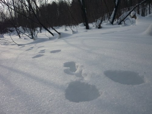 Носятся косые............