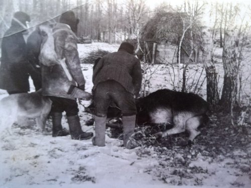 Всё-таки взяли зверя!