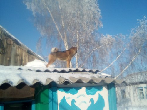 Белок нет, одни коты:-))