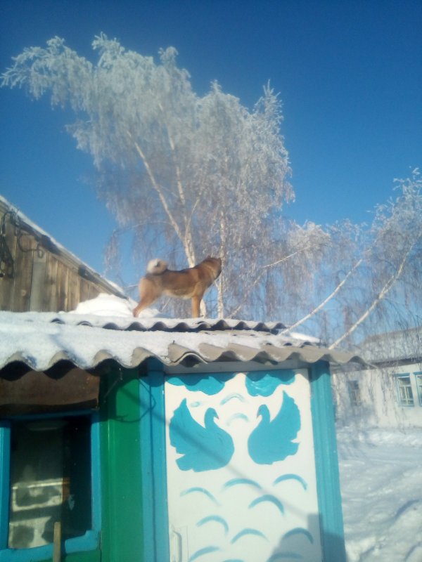 Белок нет, одни коты:-))