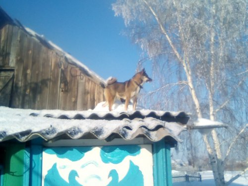 Ну где же эти коты:-))