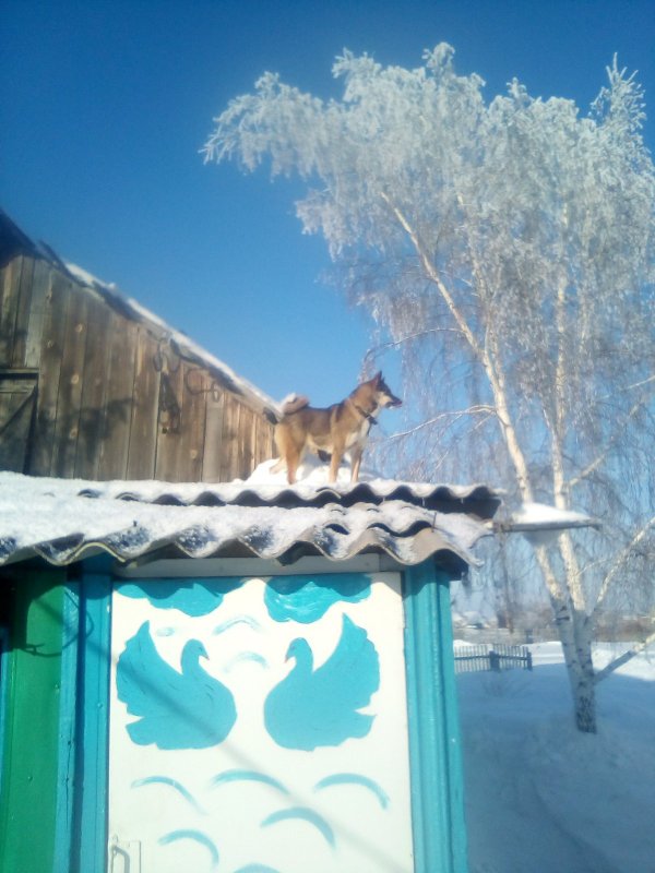 Ну где же эти коты:-))