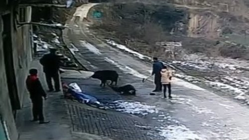 18+ !!! Нападение дикого кабана на людей в городе. Два  случая, два разных финала.