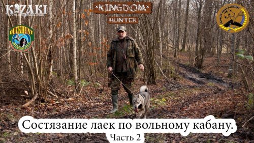 Соревнование лаек по вольному кабану.  Часть 2