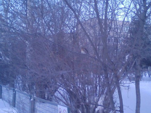 дрозд