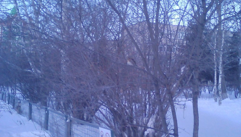 дрозд