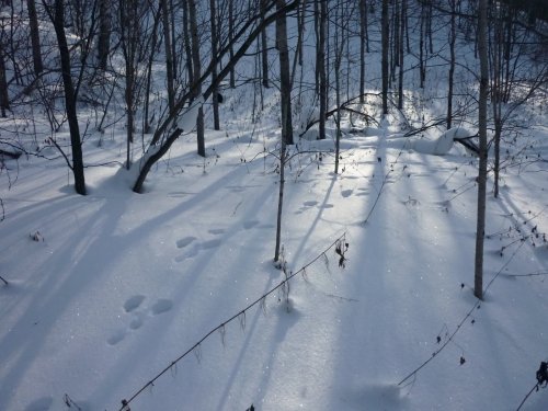 Радует что есть косой)