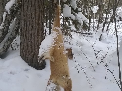 Попалась рыжая