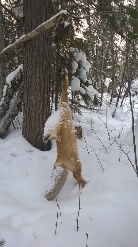 Попалась рыжая
