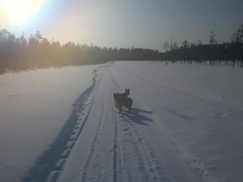 Мороз и солнце....