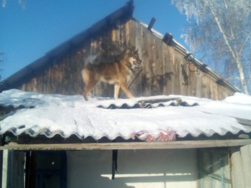 Ну нет зверя))