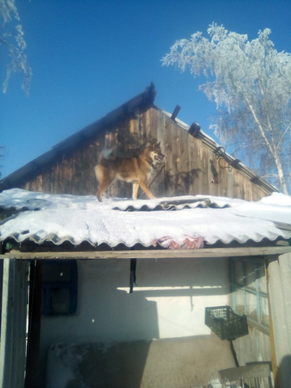 Ну нет зверя))