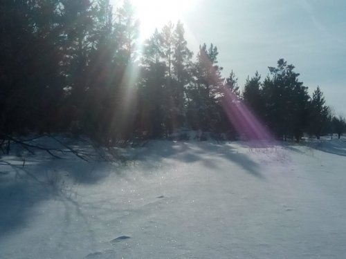 лес