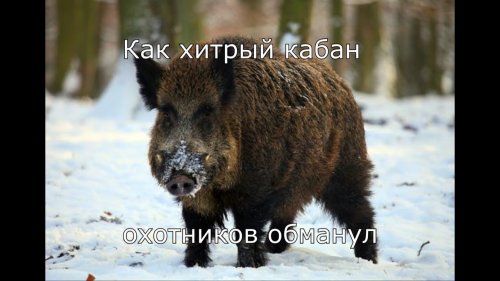 Первая охота на кабана или как Пятачок обманул охотников.