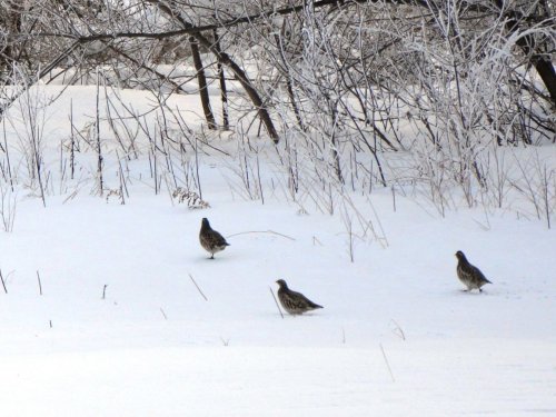 Куропатки