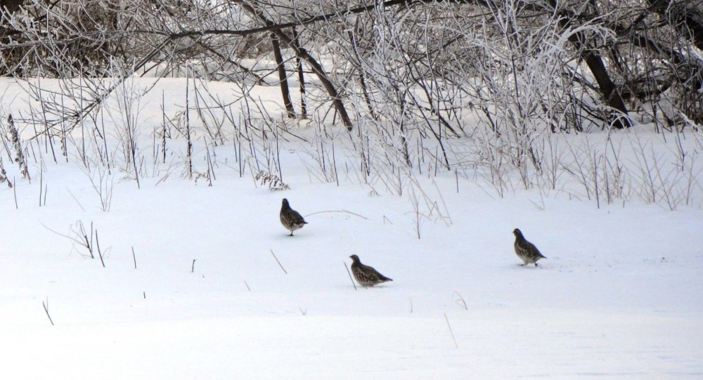 Куропатки