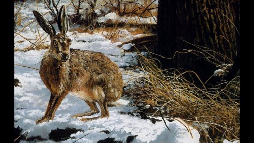 МОЯ ОХОТА: Идем на охоту. Go hunting