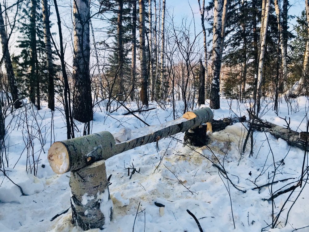 Солонец 2018