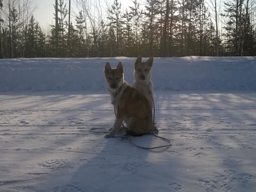 Растут по маленьку