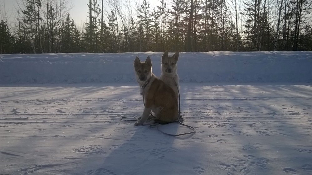 Растут по маленьку