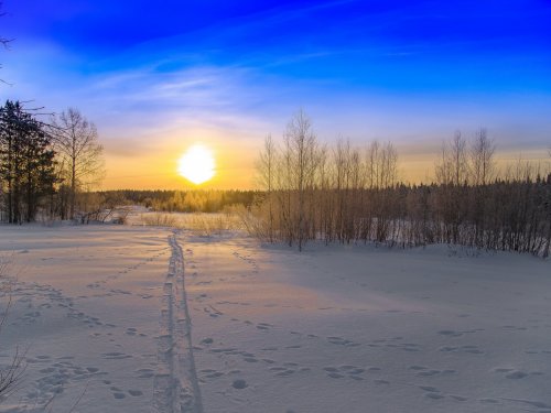 утро, зайцы