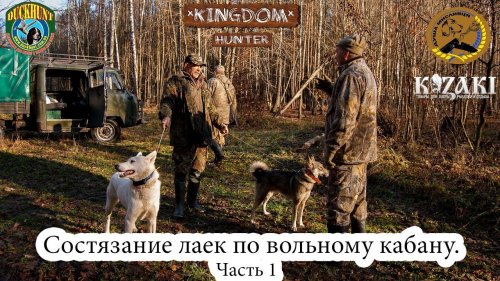 Соревнование лаек по вольному кабану.  Часть 1