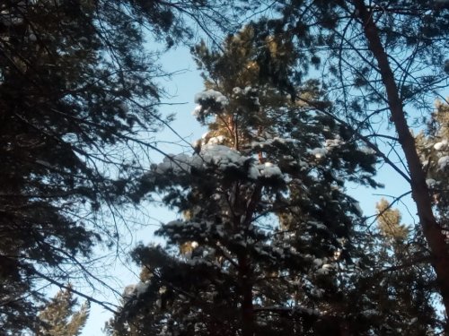 ёлочки