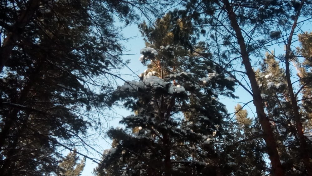 ёлочки