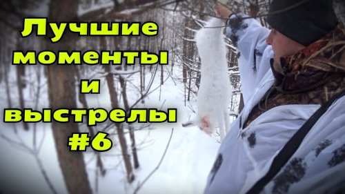 Добыл зайца беляка из под русской гончей.
