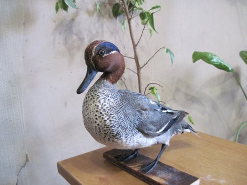 Чирок
