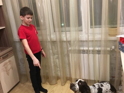 Тренируется в дрессировке