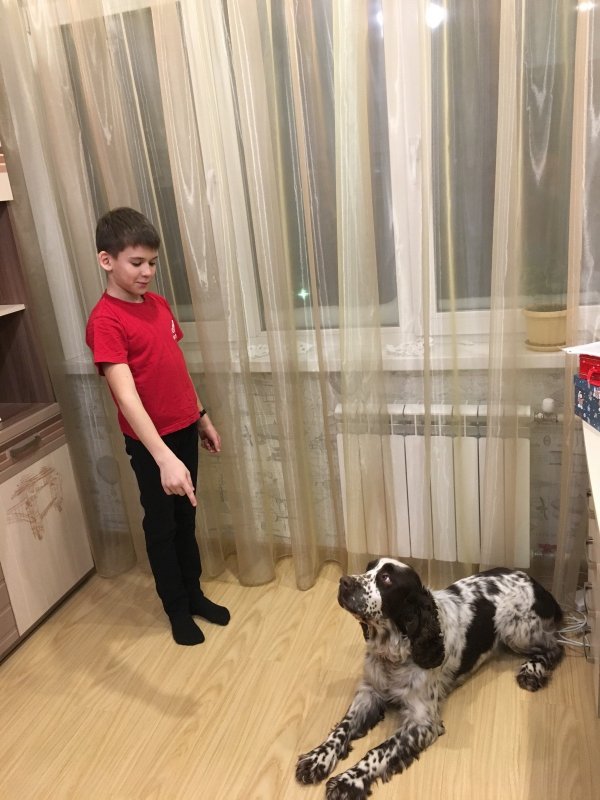 Тренируется в дрессировке
