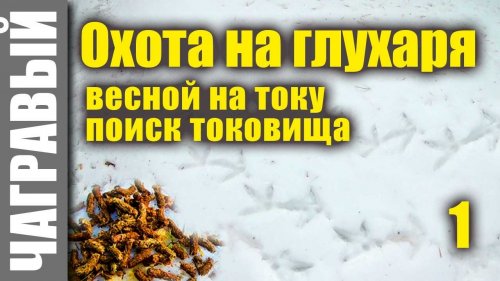 В поисках глухариного тока...