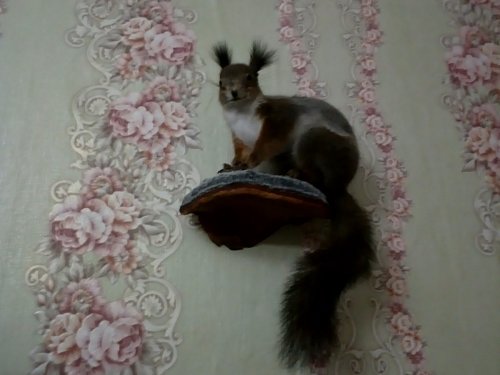 Белочка