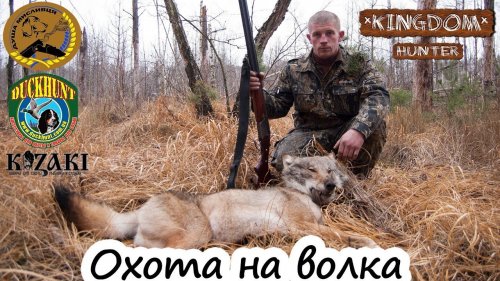 Охота на волка