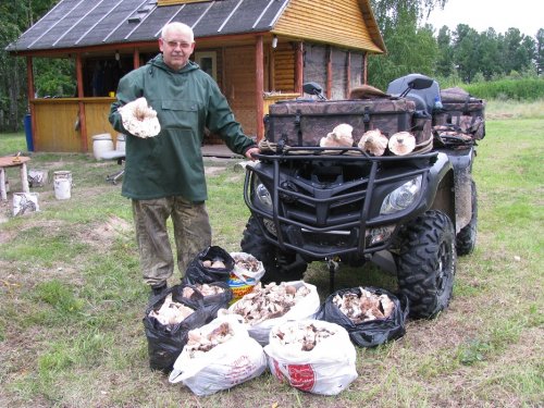 Таёжные грузди