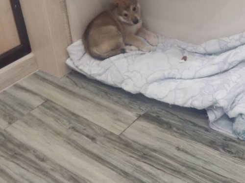 пополнение лзс Буря