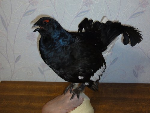 Тетерев