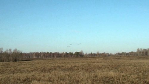 Журавли 2015.