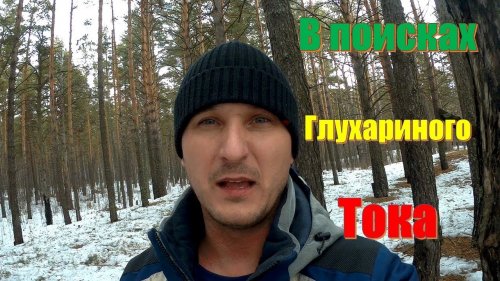 В поисках глухариного тока