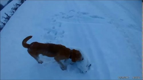 Охота на зайца.лучшие моменты 2017-2018